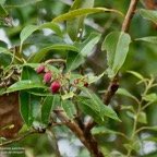 Agarista salicifolia. bois de rempart.ericaceae.indigène Réunion..jpeg