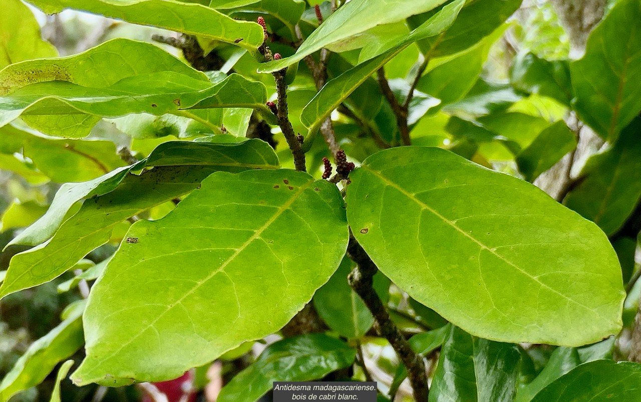 Antidesma madagascariense.bois de cabri blanc.( inflorescences en boutons ) .phyllanthaceae.indigène Réunion..jpeg