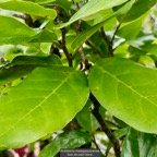 Antidesma madagascariense.bois de cabri blanc.( inflorescences en boutons ) .phyllanthaceae.indigène Réunion..jpeg