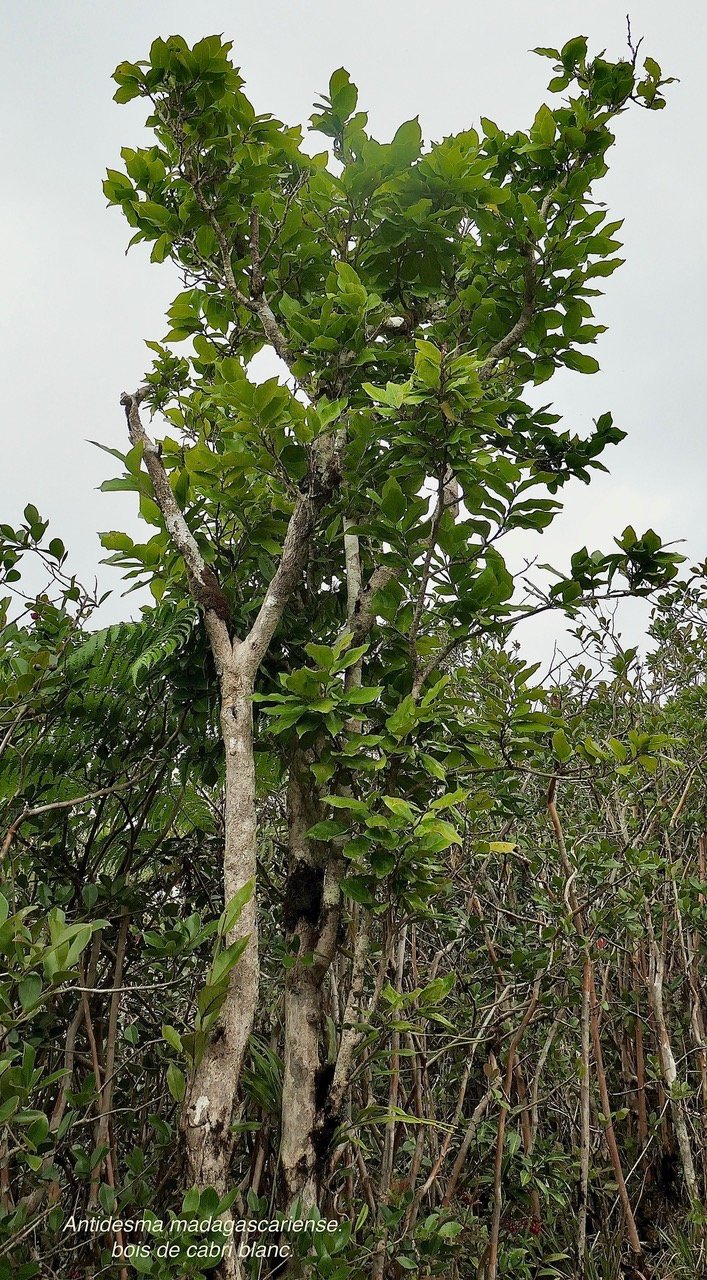 Antidesma madagascariense.bois de cabri blanc..phyllanthaceae.indigène Réunion. (1).jpeg