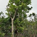 Antidesma madagascariense.bois de cabri blanc..phyllanthaceae.indigène Réunion. (1).jpeg
