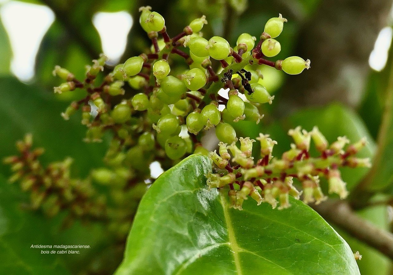 Antidesma madagascariense.bois de cabri blanc..phyllanthaceae.indigène Réunion..jpeg