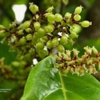 Antidesma madagascariense.bois de cabri blanc..phyllanthaceae.indigène Réunion..jpeg