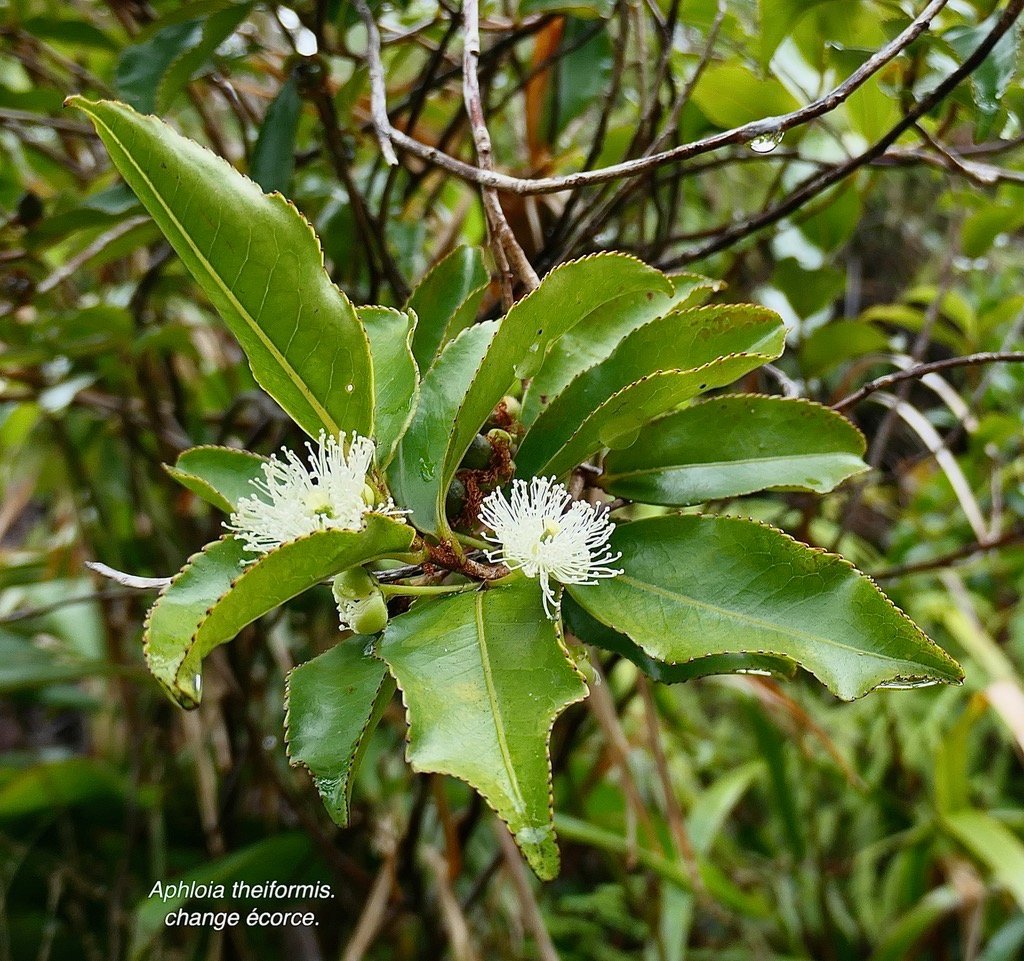 Aphloia theiformis.change écorce.aphloiaceeae.indigène Réunion..jpeg