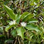 Aphloia theiformis.change écorce.aphloiaceeae.indigène Réunion..jpeg