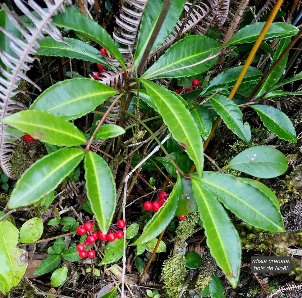 Ardisia crenata.bois de Noël.primulaceae.amphinaturalisé.jpeg