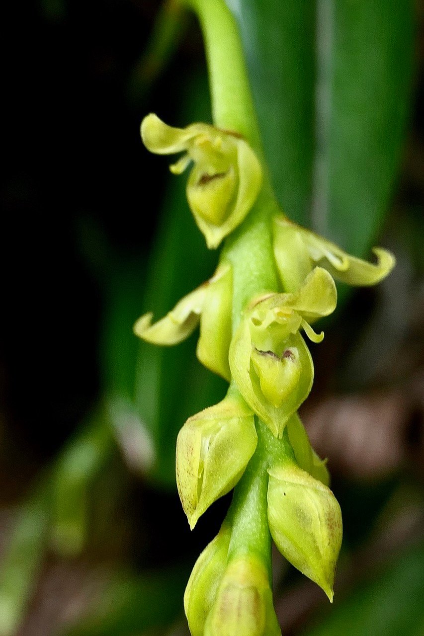 Bulbophyllum cordemoyi flore des Mascareignes ( Bulbophyllum prismaticum  Thouars )orchidaceae. (1).jpeg