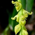 Bulbophyllum cordemoyi flore des Mascareignes ( Bulbophyllum prismaticum  Thouars )orchidaceae. (1).jpeg