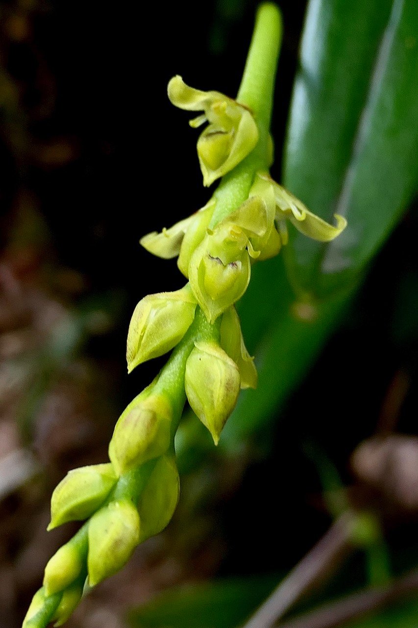 Bulbophyllum cordemoyi flore des Mascareignes ( Bulbophyllum prismaticum  Thouars )orchidaceae. (2).jpeg
