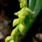 Bulbophyllum cordemoyi flore des Mascareignes ( Bulbophyllum prismaticum  Thouars )orchidaceae. (2).jpeg