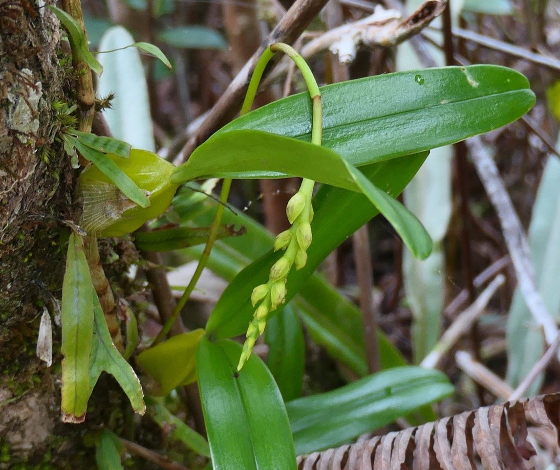 Bulbophyllum cordemoyi flore des Mascareignes ( Bulbophyllum prismaticum  Thouars )orchidaceae..jpeg