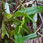 Bulbophyllum cordemoyi flore des Mascareignes ( Bulbophyllum prismaticum  Thouars )orchidaceae..jpeg