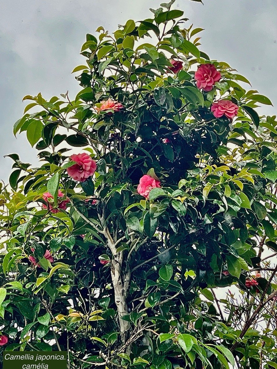 Camellia japonica.camélia.theaceae.espèce cultivée..jpeg