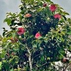 Camellia japonica.camélia.theaceae.espèce cultivée..jpeg