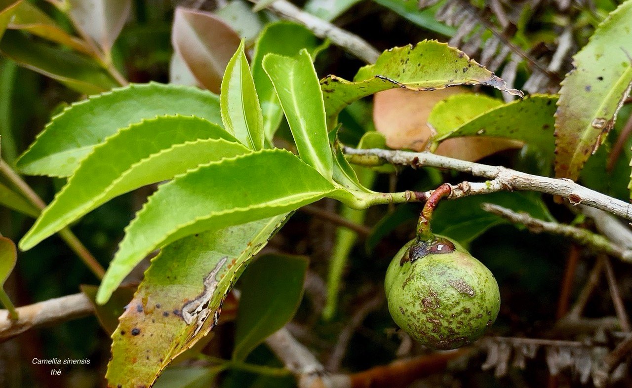 Camellia sinensis (L.) Kuntze. thé. ( avec fruit ) theaceae.cultivé.sténonaturalisé..jpeg