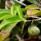 Camellia sinensis (L.) Kuntze. thé. ( avec fruit ) theaceae.cultivé.sténonaturalisé..jpeg