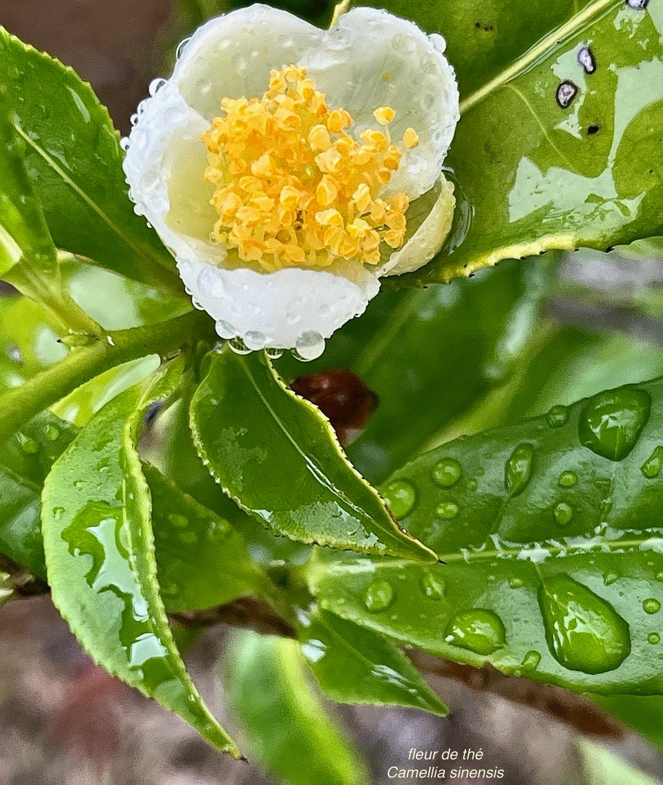 Camellia sinensis (L.) Kuntze. thé. ( fleur ) .theaceae.cultivé.sténonaturalisé..jpeg