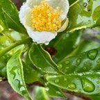 Camellia sinensis (L.) Kuntze. thé. ( fleur ) .theaceae.cultivé.sténonaturalisé..jpeg