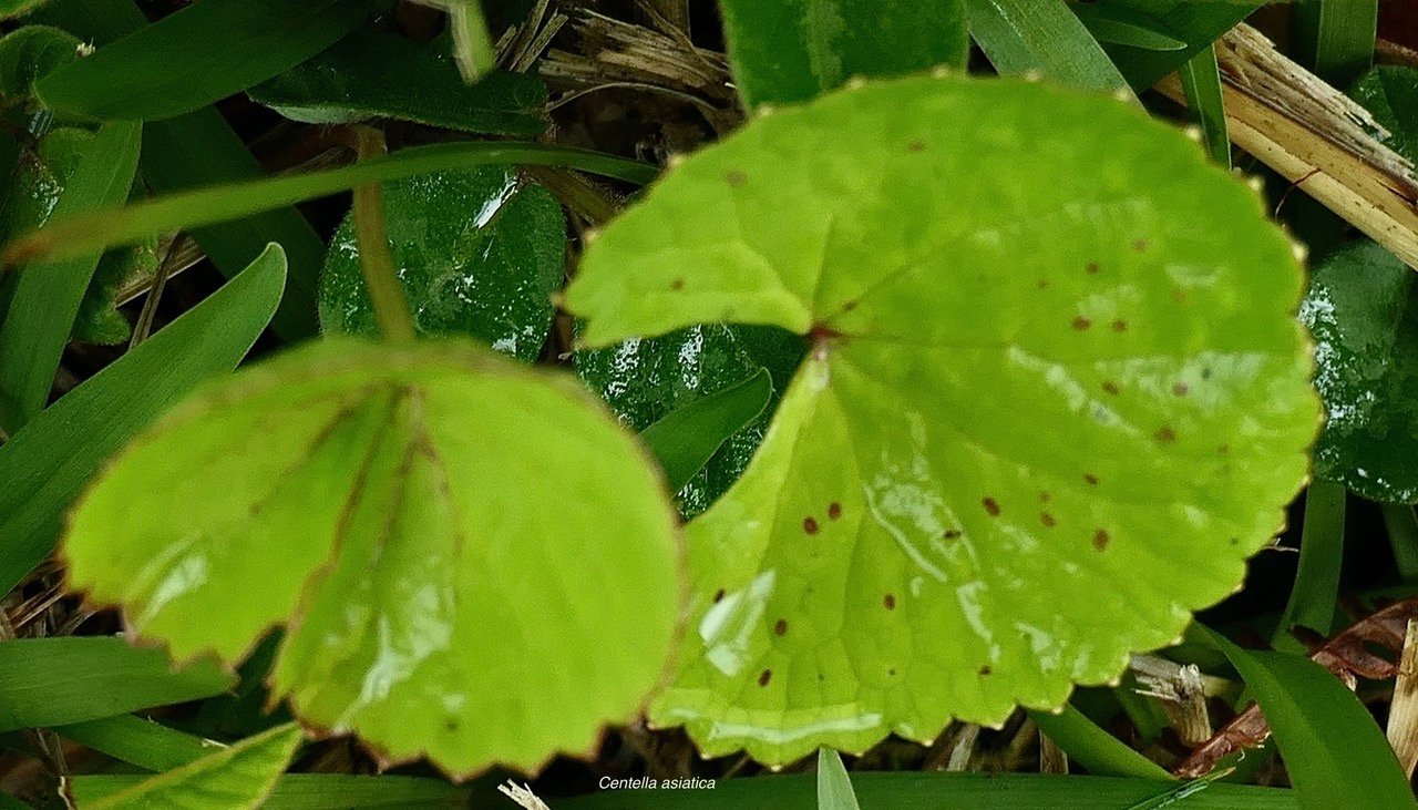 Centella asiatica.cochléaria.apiaceae.indigène Réunion?.jpeg