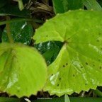Centella asiatica.cochléaria.apiaceae.indigène Réunion?.jpeg