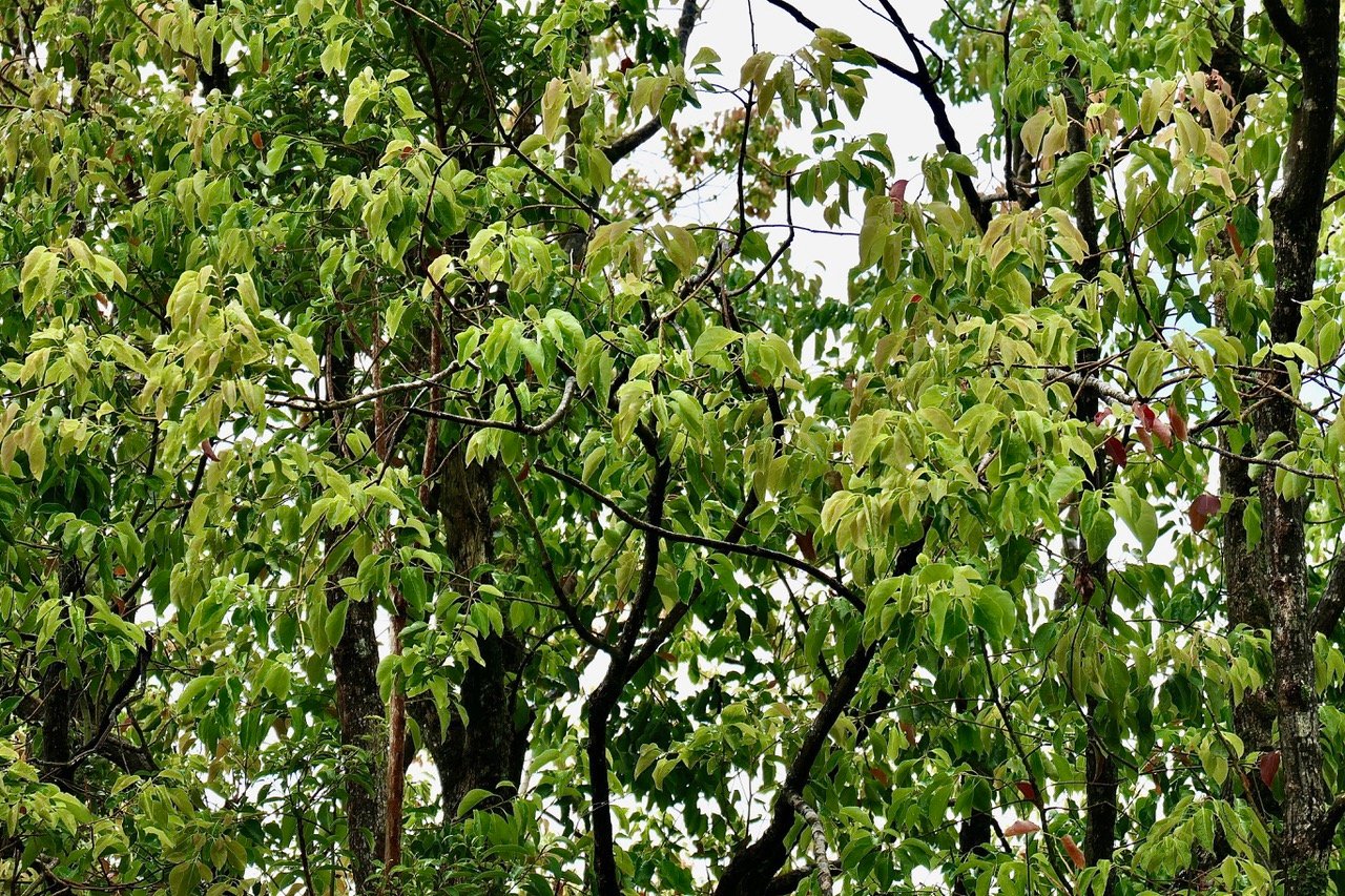 Cinnamommum camphora.camphrier.lauraceae.amphinaturalisé..jpeg