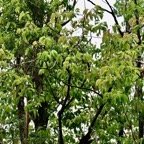 Cinnamommum camphora.camphrier.lauraceae.amphinaturalisé..jpeg