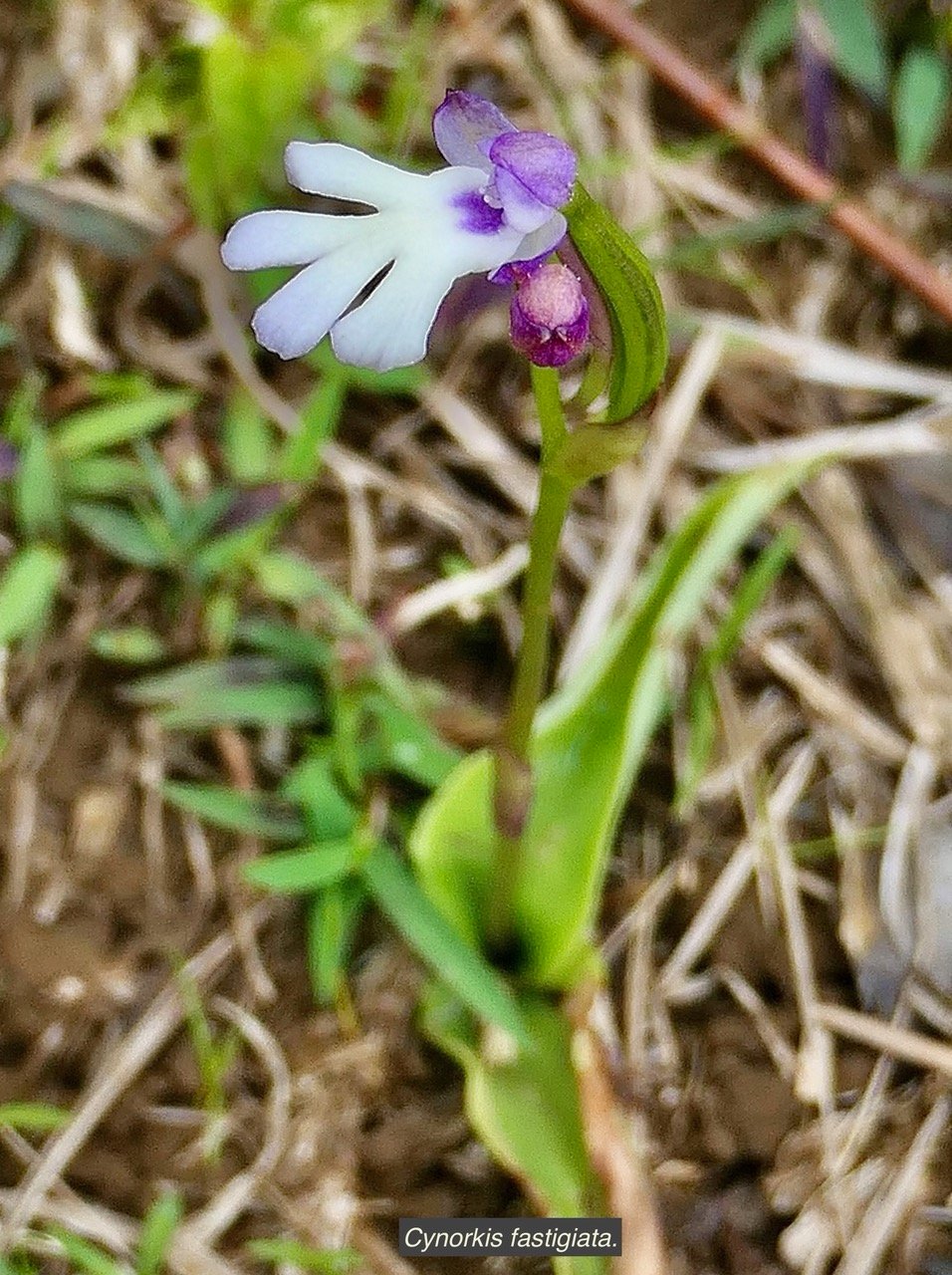 Cynorkis fastigiata.orchidaceae.indigène Réunion..jpeg