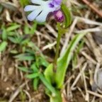 Cynorkis fastigiata.orchidaceae.indigène Réunion..jpeg