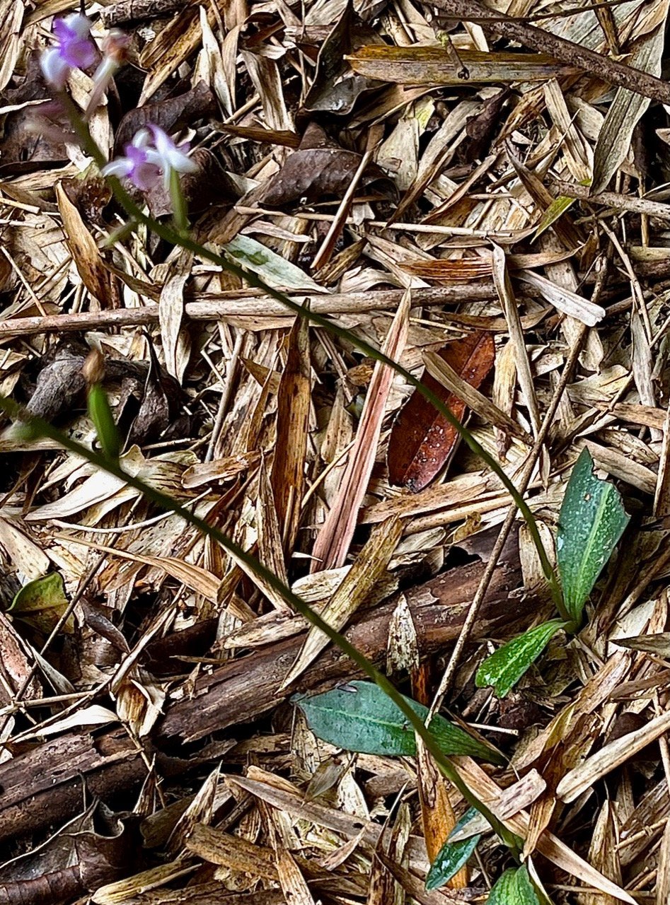 Cynorkis ridleyi T. Durand et Schinz.orchidaceae.endémique Madagascar Comores et Mascareignes.devenu Cynorkis squamosa dans la nouvelle flore des Mascareignes (1).jpeg