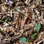 Cynorkis ridleyi T. Durand et Schinz.orchidaceae.endémique Madagascar Comores et Mascareignes.devenu Cynorkis squamosa dans la nouvelle flore des Mascareignes (1).jpeg