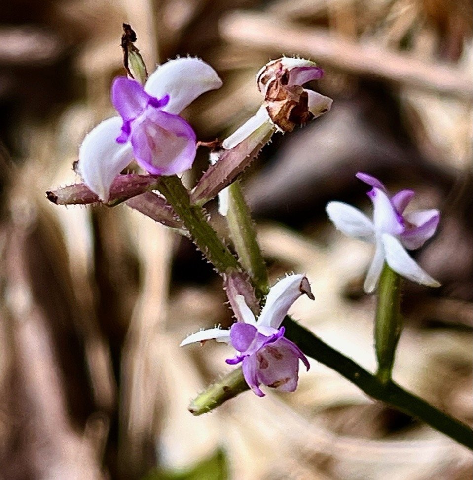 Cynorkis ridleyi T. Durand et Schinz.orchidaceae.endémique Madagascar Comores et Mascareignes.devenu Cynorkis squamosa dans la nouvelle flore des Mascareignes.jpeg