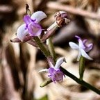 Cynorkis ridleyi T. Durand et Schinz.orchidaceae.endémique Madagascar Comores et Mascareignes.devenu Cynorkis squamosa dans la nouvelle flore des Mascareignes.jpeg