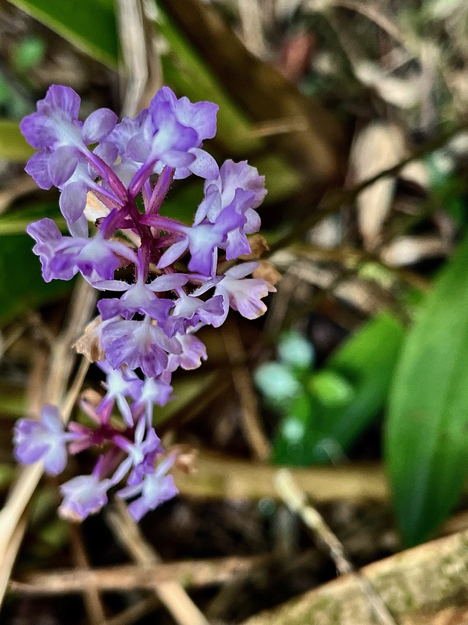 Cynorkis squamosa.(Cynorkis calcarata dans nouvelle flore des Mascareignes )orchidaceae.endémique Réunion Maurice. (1).jpeg