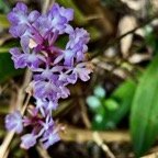 Cynorkis squamosa.(Cynorkis calcarata dans nouvelle flore des Mascareignes )orchidaceae.endémique Réunion Maurice. (1).jpeg