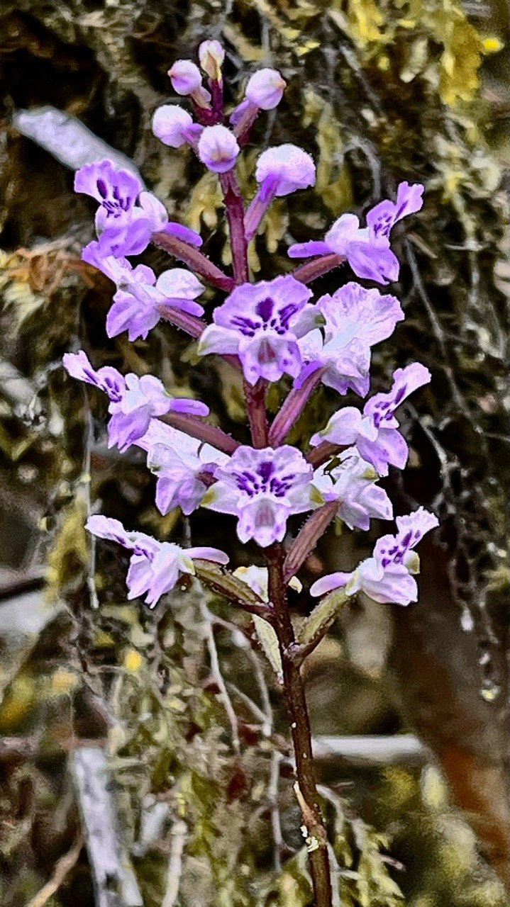 Cynorkis squamosa.(Cynorkis calcarata dans nouvelle flore des Mascareignes )orchidaceae.endémique Réunion Maurice. (2).jpeg