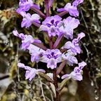 Cynorkis squamosa.(Cynorkis calcarata dans nouvelle flore des Mascareignes )orchidaceae.endémique Réunion Maurice. (2).jpeg