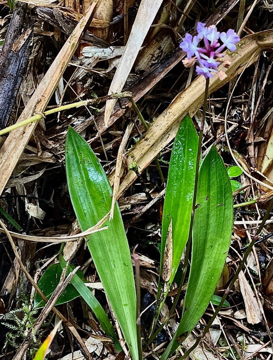 Cynorkis squamosa.(Cynorkis calcarata dans nouvelle flore des Mascareignes )orchidaceae.endémique Réunion Maurice..jpeg
