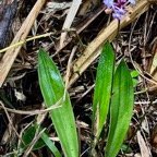 Cynorkis squamosa.(Cynorkis calcarata dans nouvelle flore des Mascareignes )orchidaceae.endémique Réunion Maurice..jpeg