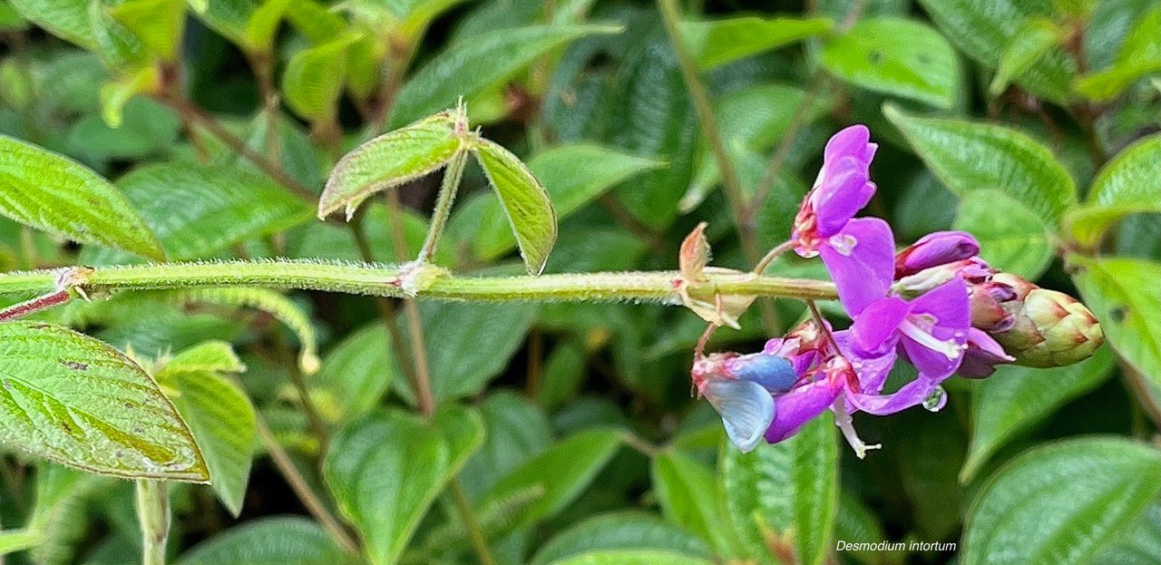 Desmodium intortum.fabaceae.( fleuri au premier plan ) amphinaturalisé.espèce envahissante.jpeg