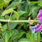 Desmodium intortum.fabaceae.( fleuri au premier plan ) amphinaturalisé.espèce envahissante.jpeg