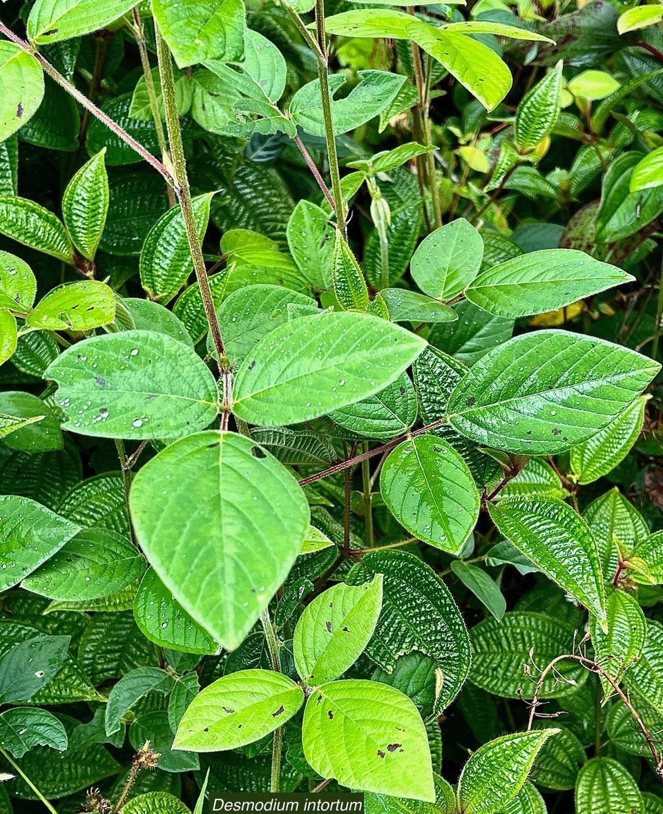 Desmodium intortum.fabaceae.(feuilles trifoliolées . au premier plan devant Miconia crenata )amphinaturalisé.espèce envahissante.jpeg