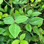 Desmodium intortum.fabaceae.(feuilles trifoliolées . au premier plan devant Miconia crenata )amphinaturalisé.espèce envahissante.jpeg