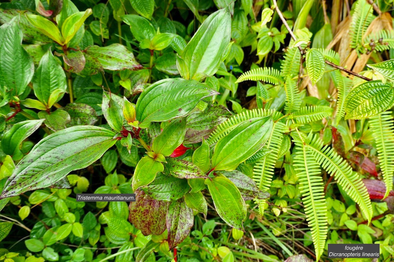 Dicranopteris linearis.glecheniaceae.indigène Réunion à droite et Tristemma mauritianum. voatouque.melastomataceae.indigène Réunion à gauche..jpeg