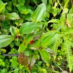 Dicranopteris linearis.glecheniaceae.indigène Réunion à droite et Tristemma mauritianum. voatouque.melastomataceae.indigène Réunion à gauche..jpeg