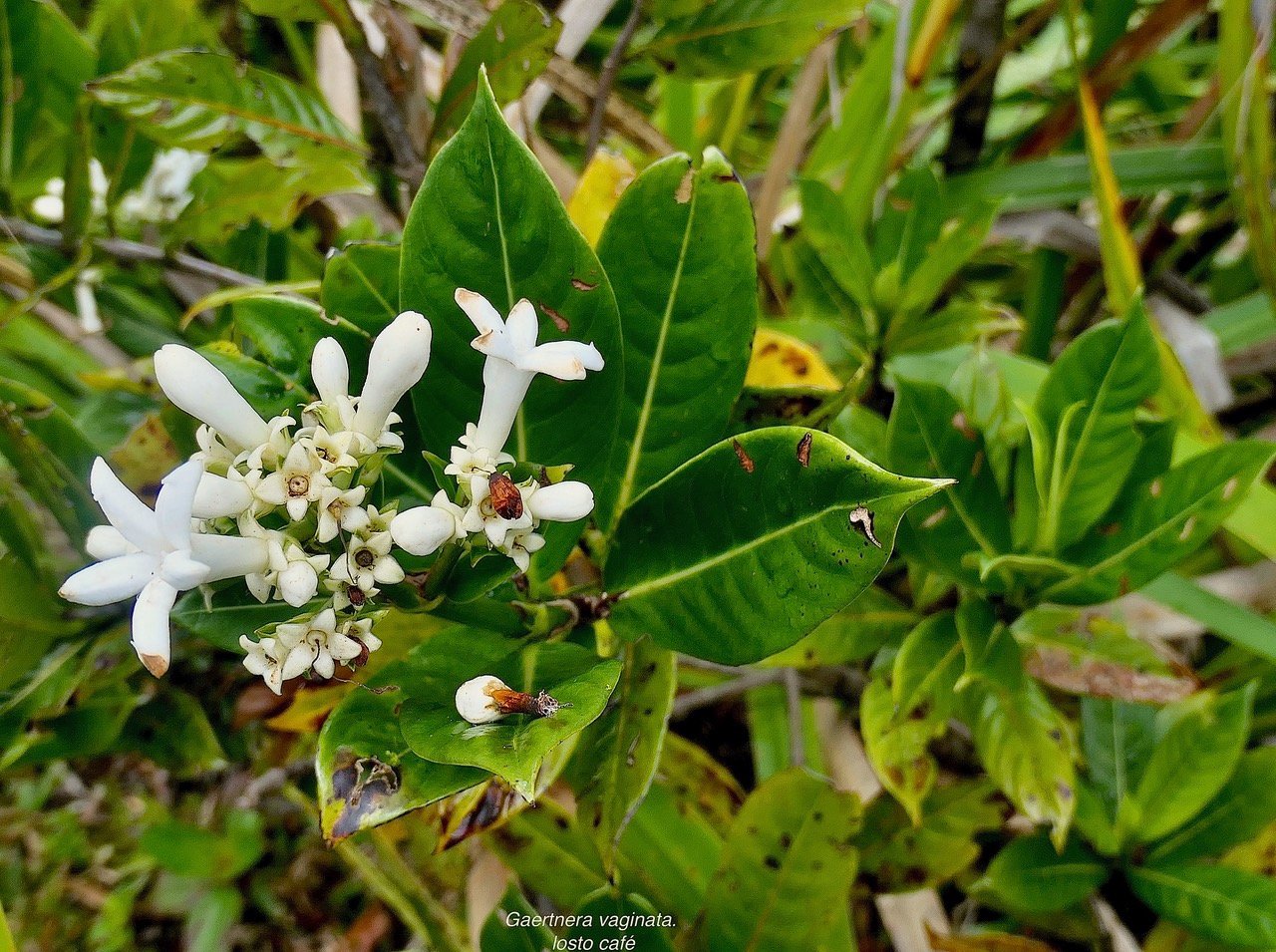 Gaertnera vaginata. losto café.rubiaceae.endémique Réunion..jpeg