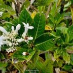 Gaertnera vaginata. losto café.rubiaceae.endémique Réunion..jpeg