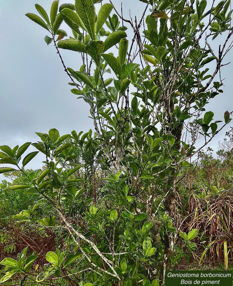 Geniostoma borbonicum  Bois de piment  bois de rat. loganiaceae endémique Réunion Maurice. (1).jpeg