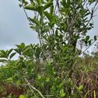 Geniostoma borbonicum  Bois de piment  bois de rat. loganiaceae endémique Réunion Maurice. (1).jpeg
