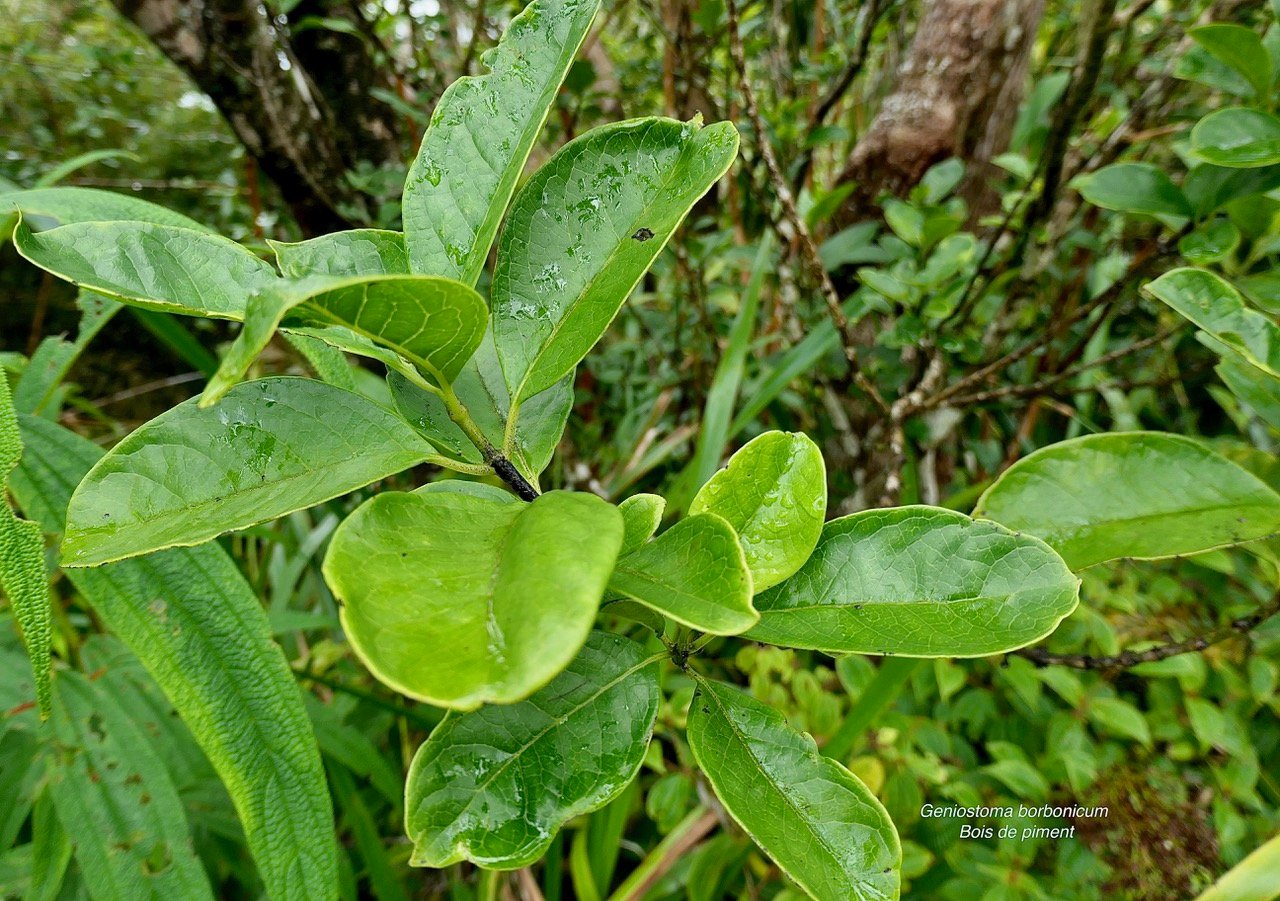 Geniostoma borbonicum  Bois de piment  bois de rat. loganiaceae endémique Réunion Maurice..jpeg