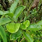 Geniostoma borbonicum  Bois de piment  bois de rat. loganiaceae endémique Réunion Maurice..jpeg